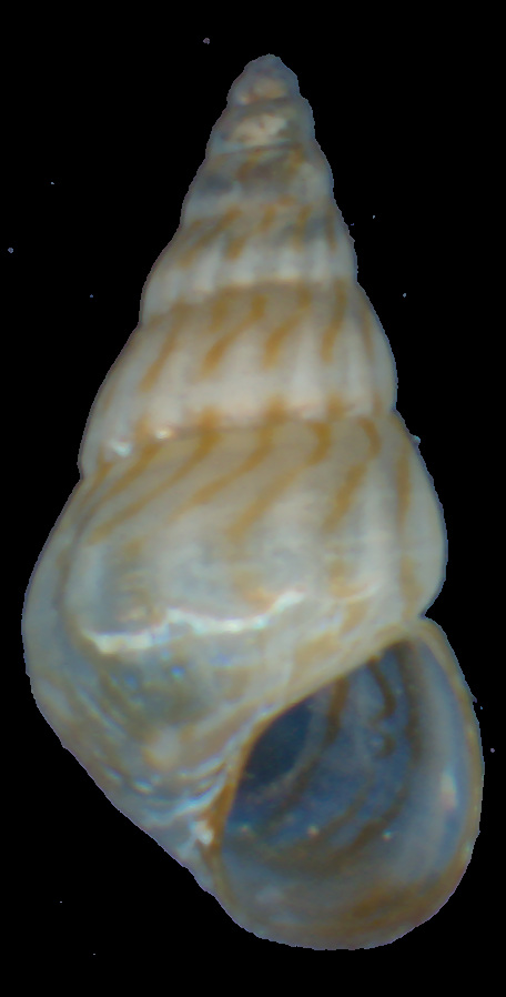 Pusillina cfr. radiata